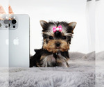 Small #2 Yorkshire Terrier