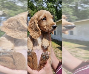 Dachshund Puppy for Sale in DELTONA, Florida USA