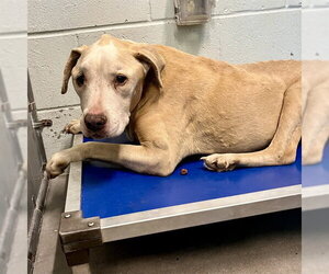 Labrador Retriever-Unknown Mix Dogs for adoption in Tavares, FL, USA