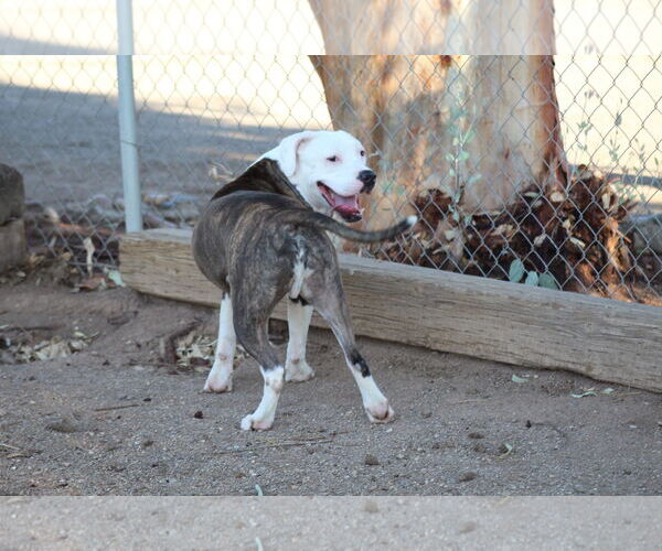 Medium Photo #1 American Pit Bull Terrier-Unknown Mix Puppy For Sale in El Centro, CA, USA