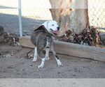 Small American Pit Bull Terrier Mix
