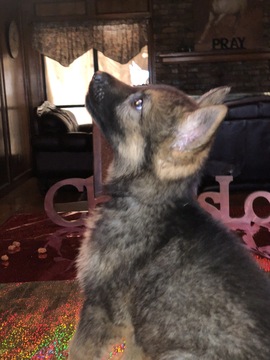 Medium Photo #1 German Shepherd Dog Puppy For Sale in CANTON, TX, USA