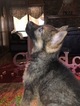 Small Photo #1 German Shepherd Dog Puppy For Sale in CANTON, TX, USA