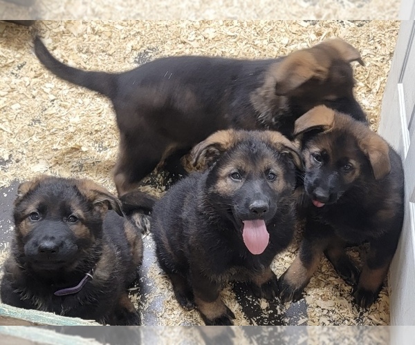 Medium Photo #1 German Shepherd Dog Puppy For Sale in CLEARWATER, MN, USA