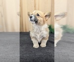 Small Photo #57 Pembroke Welsh Corgi Puppy For Sale in GOSHEN, IN, USA