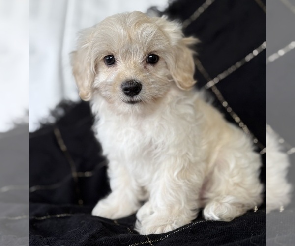 Medium Photo #10 Cav-A-Malt Puppy For Sale in ROCK STREAM, NY, USA