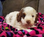 Small #12 Miniature Bernedoodle