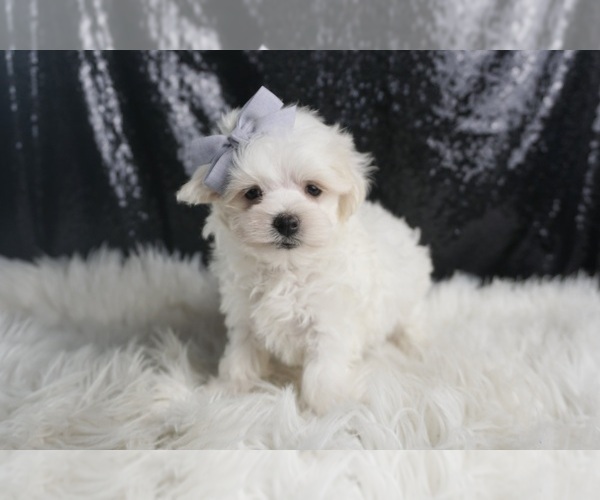 Medium Photo #5 Maltese Puppy For Sale in WARSAW, IN, USA