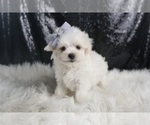 Small #4 Maltese