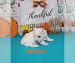 Small Photo #5 Maltese Puppy For Sale in CHANUTE, KS, USA