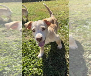 Hawaii : Hilo - Male Labrador Retriever-Unknown Mix Dog for Adoption - Photo #4