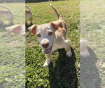 Small Photo #4 Labrador Retriever-Unknown Mix Puppy For Sale in Aurora, IN, USA