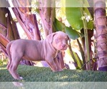 Small Photo #4 American Bully Puppy For Sale in DELTONA, FL, USA