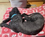 Small #2 Labrador Retriever