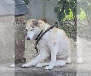 Siberian Husky-Unknown Mix Dogs for adoption in San Antonio, TX, USA