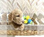 Small Photo #4 Goldendoodle Puppy For Sale in CONWAY, SC, USA