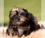 Small #3 Yorkipoo