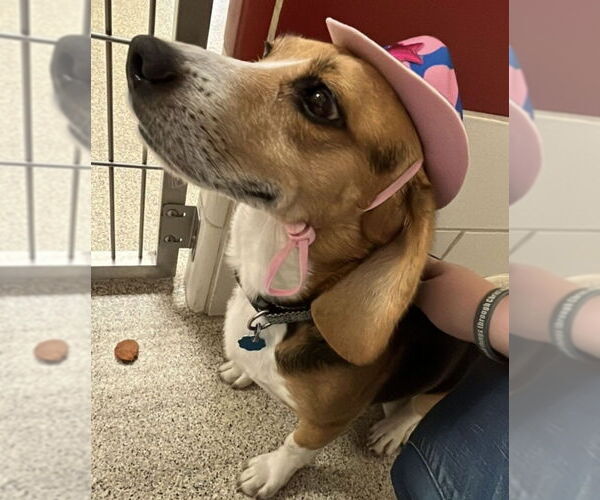 Medium Photo #3 Beagle Puppy For Sale in Fairfax, VA, USA