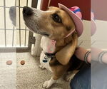 Small #2 Beagle