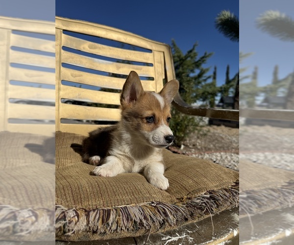 Medium Photo #5 Cardigan Welsh Corgi Puppy For Sale in VALLEY VILLAGE, CA, USA