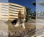 Small #4 Cardigan Welsh Corgi