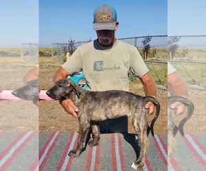 Irish Wolfhound Puppy for sale in BURNS, OR, USA