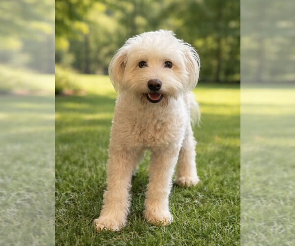 Medium Photo #2 Poovanese Puppy For Sale in Phoenix, AZ, USA