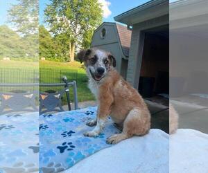 Mutt Dogs for adoption in Coldwater, MI, USA