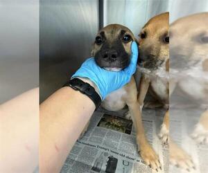 German Shepherd Dog-Unknown Mix Dogs for adoption in San Antonio, TX, USA