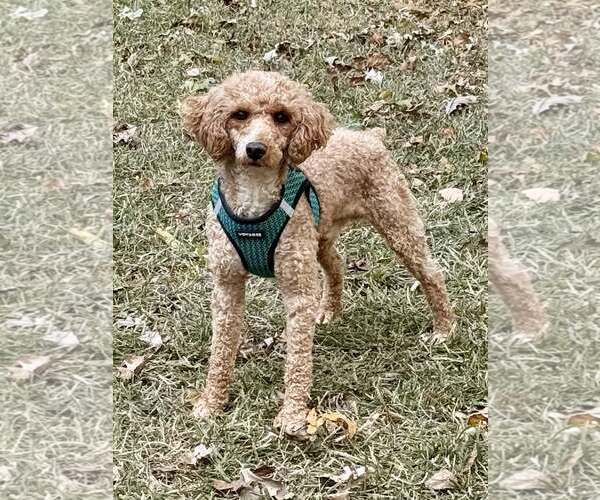Medium Photo #3 Poodle (Miniature) Puppy For Sale in Lee's Summit, MO, USA