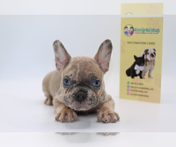 Medium Photo #4 French Bulldog Puppy For Sale in BETHESDA, MD, USA
