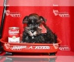 Small Photo #9 Schnauzer (Miniature) Puppy For Sale in SANGER, TX, USA