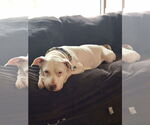Small #5 American Pit Bull Terrier Mix