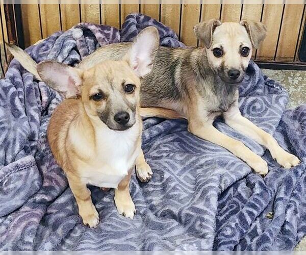 Medium Photo #5 Chihuahua Puppy For Sale in Tustin, CA, USA
