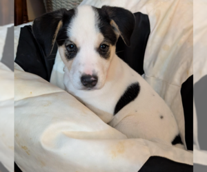 Labrenees Dog for Adoption in Brooklyn Center, Minnesota USA