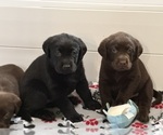Small #4 Labrador Retriever
