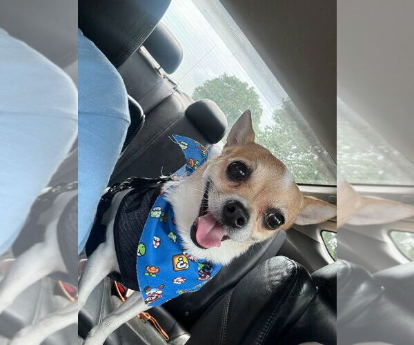 Medium Photo #2 Chihuahua Puppy For Sale in Caldwell, NJ, USA