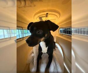 Chihuahua-Unknown Mix Dogs for adoption in San Martin, CA, USA