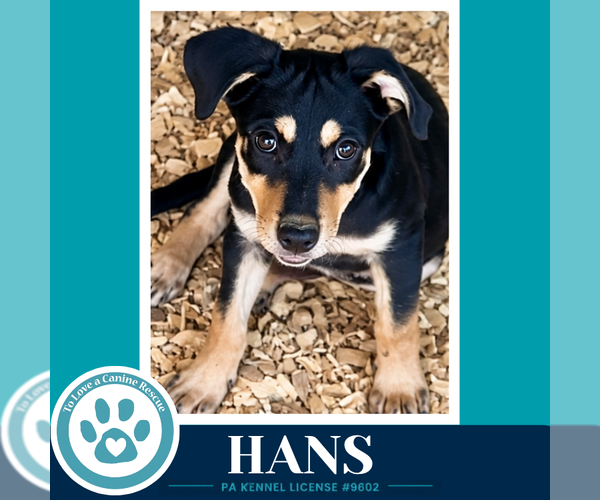 Medium Photo #2 German Shepherd Dog-Unknown Mix Puppy For Sale in Kimberton, PA, USA