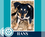 Small Photo #2 German Shepherd Dog-Unknown Mix Puppy For Sale in Kimberton, PA, USA