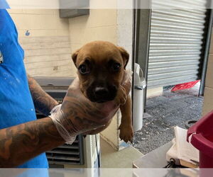 Mastiff-Unknown Mix Dogs for adoption in San Bernardino, CA, USA