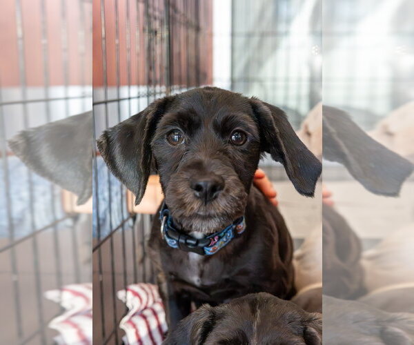 Medium Photo #4 Cocker Spaniel-Unknown Mix Puppy For Sale in Mundelein, IL, USA