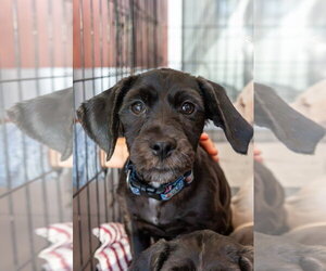 Iggy - Male Cocker Spaniel-Unknown Mix Dog for Adoption - Photo #4