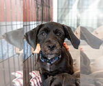 Small Photo #4 Cocker Spaniel-Unknown Mix Puppy For Sale in Mundelein, IL, USA