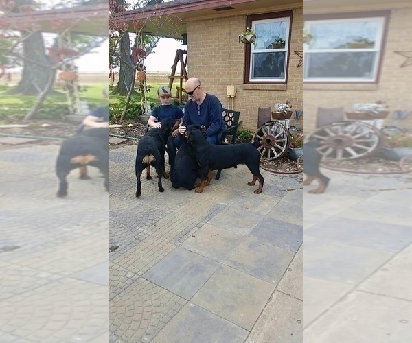 Medium Photo #32 Rottweiler Puppy For Sale in BRIGHTON, CO, USA
