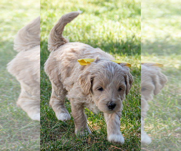 Medium Photo #4 Goldendoodle (Miniature) Puppy For Sale in ROY, UT, USA