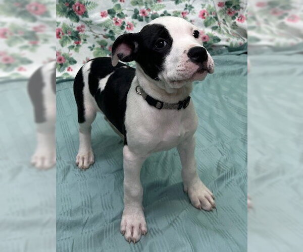 Medium Photo #2 American Bulldog-Unknown Mix Puppy For Sale in Wetumpka, AL, USA