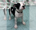 Small #1 American Bulldog Mix