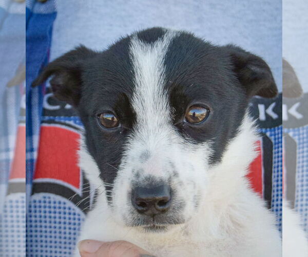 Medium Photo #6 Italian Greyhound-Jack Russell Terrier Mix Puppy For Sale in Huntley, IL, USA