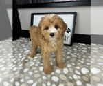 Small #3 Cavapoo